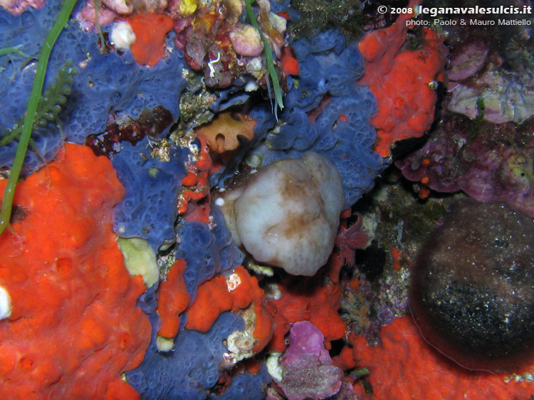 Porto Pino foto subacquee - 2008 - Al centro, un'ascidia poco diffusa, l'aplidio (Aplidium sp.), che sporge in mezzo alle spugne incrostanti (rosse e blu)
