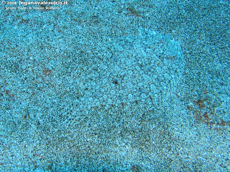 Porto Pino foto subacquee - 2008 - Un rombo (Bothus podas) cammuffato (quasi) alla perfezione nella sabbia di Cala Aligusta