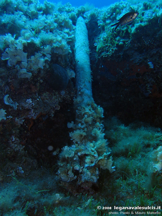 Porto Pino foto subacquee - 2008 - Cala Aligusta: misterioso residuato di esercitazioni militari