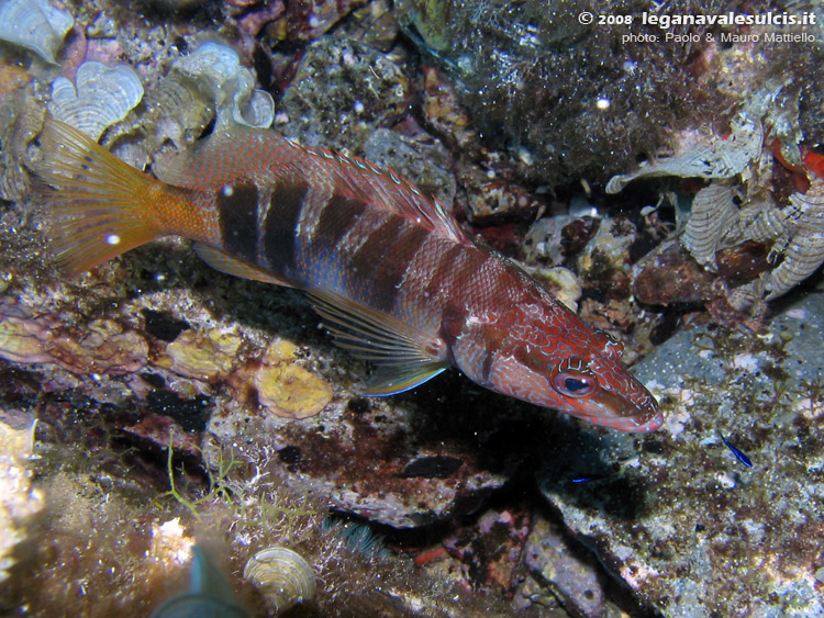 Porto Pino foto subacquee - 2008 - Un pesce comunissimo: lo sciarrano (Serranus Scriba)