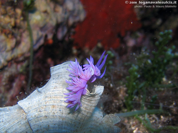 Porto Pino foto subacquee - 2008 - Nudibranco flabellina (Flabellina affinis)