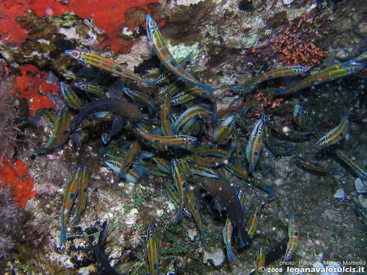 Porto Pino foto subacquee - 2008 - Le castagnole (Chromis chromis) difendono con tutte le loro forze le uova dall'assalto delle donzelle pavonine (Thalassoma Pavo)