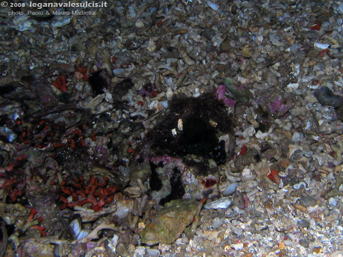 Porto Pino foto subacquee - 2008 - Deposito di milioni di frammenti di falso corallo scolirto e conchiglie di tanti tipi, caratteristico di alcuni punti alla base delle pareti della secca di Cala Piombo