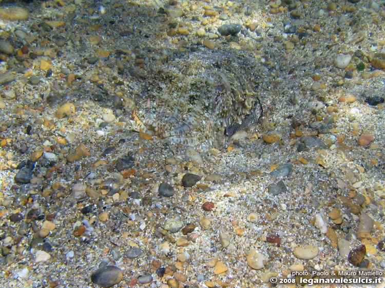 Porto Pino foto subacquee - 2008 - La stessa seppia, spostatasi ora nella sabbia ciottolosa, dopo un nuovo cambio di pigmentazione che la cammuffa in maniera realmente straordinaria