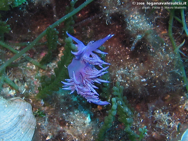 Porto Pino foto subacquee - 2008 - Flabellina (Flabellina affinis) sull'alga Caulerpa racemosa (che sta infestando ovunque un'ambiente che in passato non la conosceva)