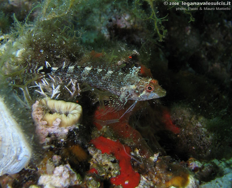Porto Pino foto subacquee - 2008 - Una piccolissima bavosa (Parablennius sp.) non meglio identificata