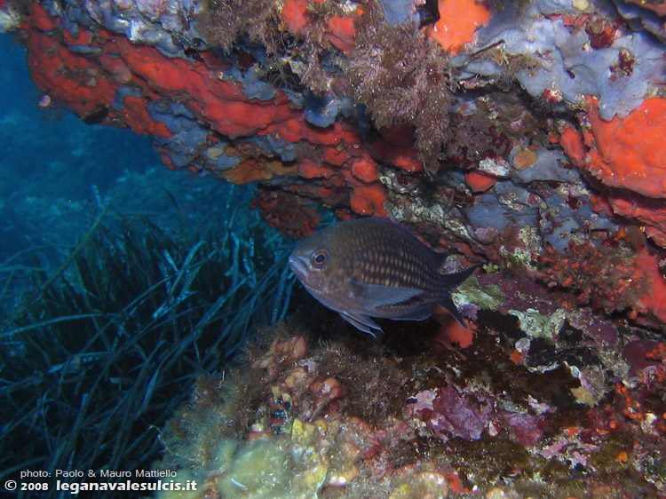 Porto Pino foto subacquee - 2008 - Comune castagnola (Chromis chromis)