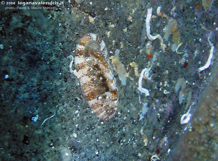 Porto Pino foto subacquee - 2008 - Un chitone (non identificato di preciso), un mollusco simile alla patella che si trova spesso sotto le pietre (raramente è in vista)