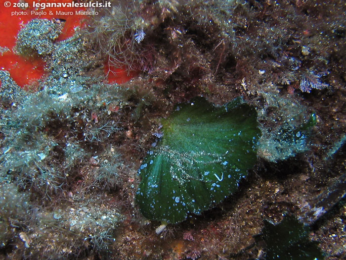 Porto Pino foto subacquee - 2008 - Piccola e caratteristica alga ventaglio di mare (Flabellia plateolata)