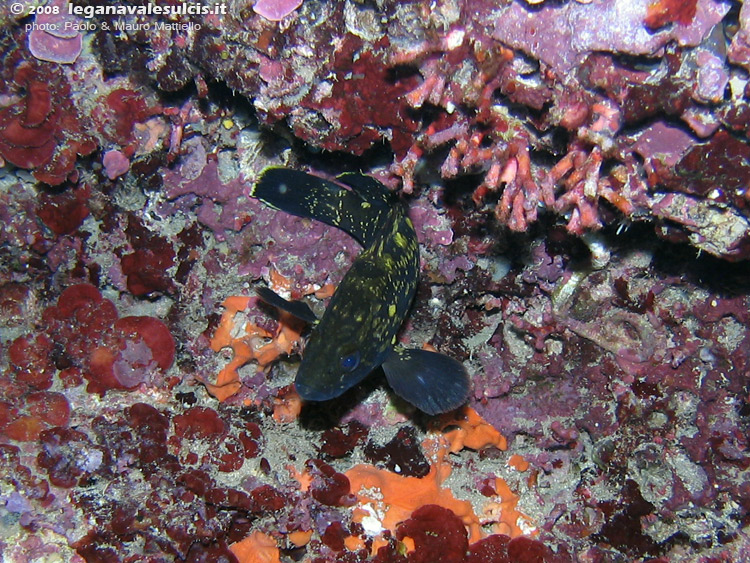 Porto Pino foto subacquee - 2008 - Minuscola cernia bruna (una decina di cm), ancora molto molto lontana dalle dimensioni che raggiungerà da adulta (sempre che qualcuno non la peschi prima, e capitano anche queste cose)