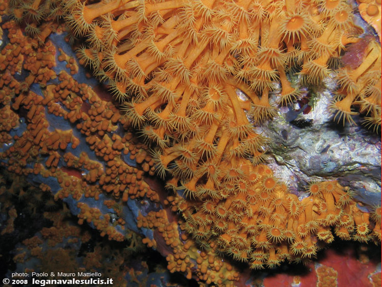 Porto Pino foto subacquee - 2008 - Margherite di mare (Parazoanthus axinellae)