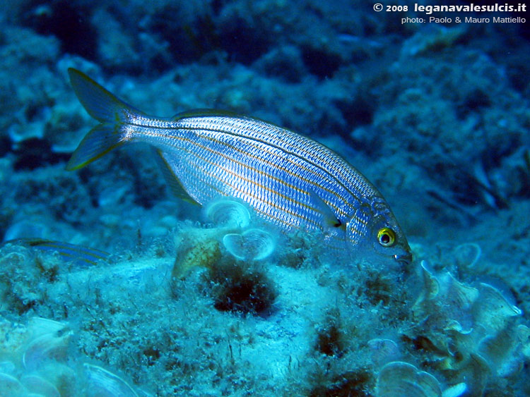 Porto Pino foto subacquee - 2008 - Salpa (Sarpa salpa) che bruca le alghe