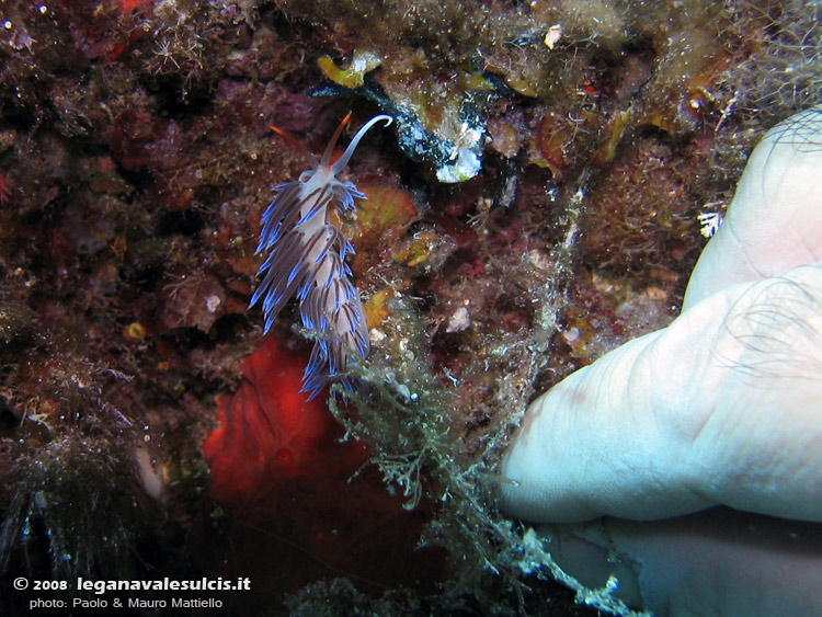 Porto Pino foto subacquee - 2008 - Nudibranco cratena (Cratena peregrina)