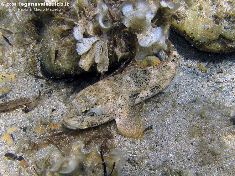 Porto Pino foto subacquee - 2008 - Il brutto muso del ghiozzo testone (Gobius cobitis)