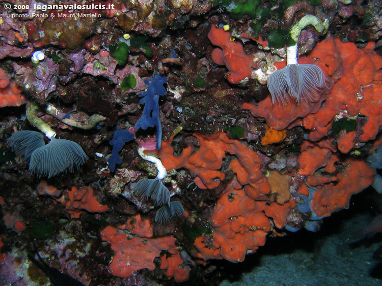 Porto Pino foto subacquee - 2008 - Spugne incrostanti, vermi protule e tanti altri organismi