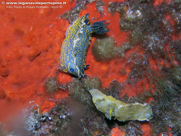 Porto Pino foto subacquee - 2007 - Due nudibranchi Hypselodoris picta, circa 7 cm