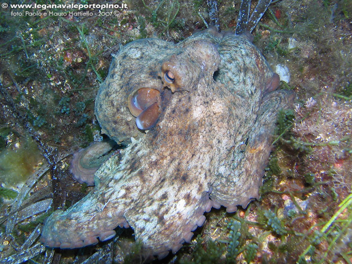 Porto Pino foto subacquee - 2007 - Polpo (Octopus vulgaris) fuori dalla tana ma pronto a scappare