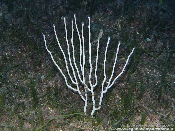 Porto Pino foto subacquee - 2007 - C.Teulada, gorgonia bianca (Eunicella singularis), alquanto rara nella zona
