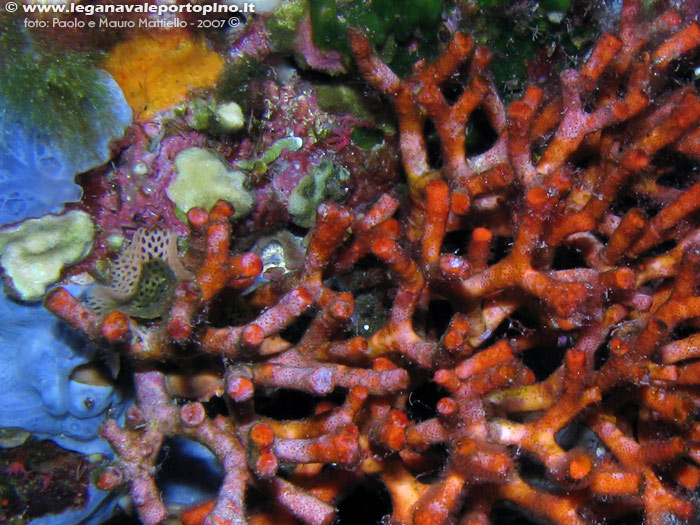 Porto Pino foto subacquee - 2007 - Falso Corallo (Myriapora Truncata) ripreso da vicino