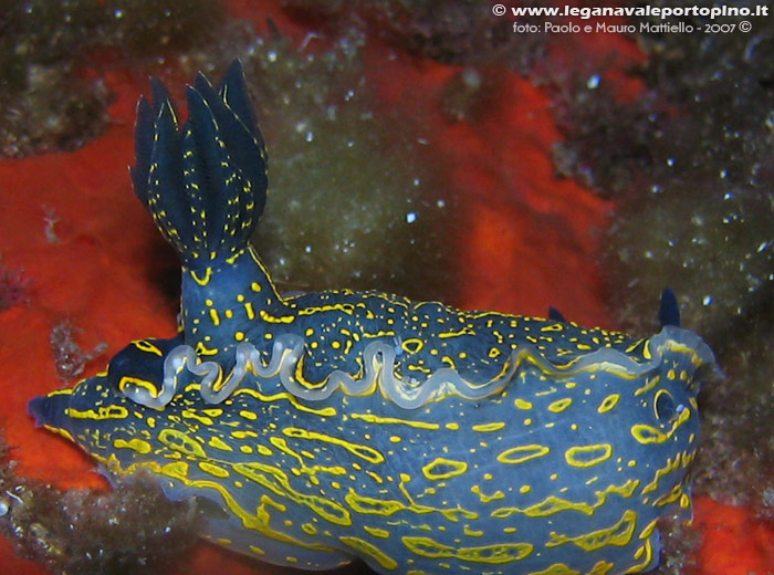 Porto Pino foto subacquee - 2007 - Nudibranco Hypselodoris picta, circa 7 cm, in primissimo piano