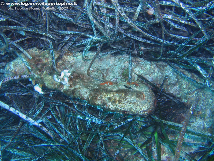 Porto Pino foto subacquee - 2007 - Marra e orecchia di una grossa áncora ammiragliato di ferro, epoca ignota, - 11 metri, davanti la spiaggia di Porto Pino