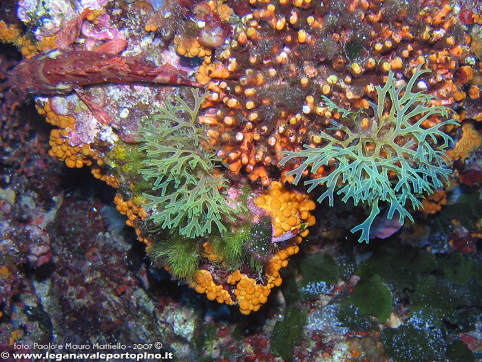 Porto Pino foto subacquee - 2007 - Alga a nastrino bifido o a forcelle (Dictyota dichotoma), piccolo scorfano, falso corallo e altri organismi