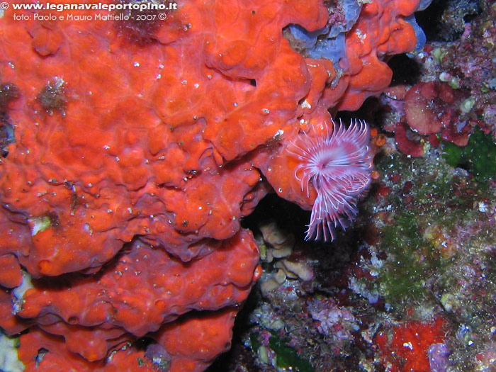 Porto Pino foto subacquee - 2007 - Verme Serpula (Serpula vermicularis) e spugna incrostante spirastrella (Spirastrella cunctratrix)