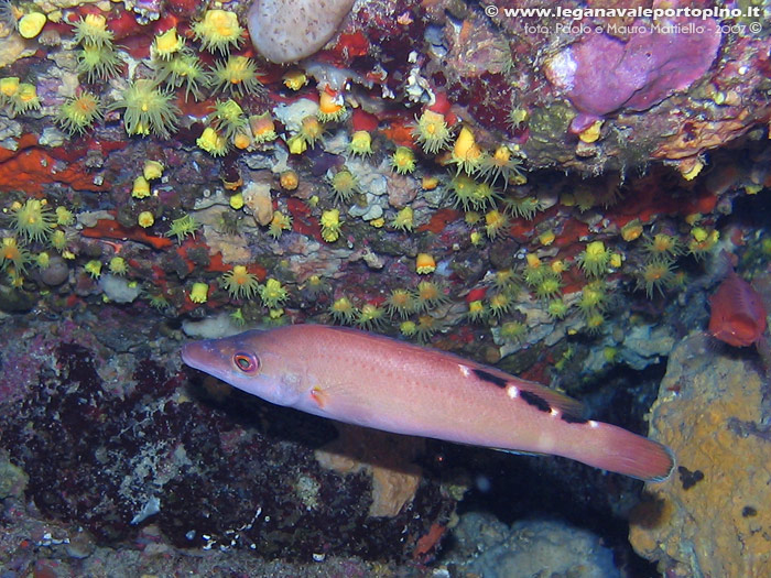 Porto Pino foto subacquee - 2007 - Tordo fischietto (Labrus mixtus) e madrepore gialle (Leptopsammia pruvoti)