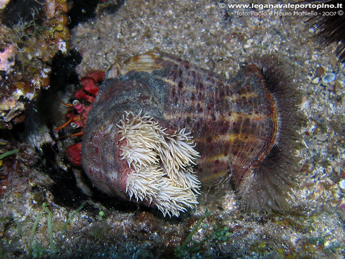 Porto Pino foto subacquee - 2007 - Paguro Bernardo l'eremita (Dardanus calidus) con i suoi tipici anemoni sulla conghiglia: (Caliactis parasitica) e (Adamsia carciniopados)