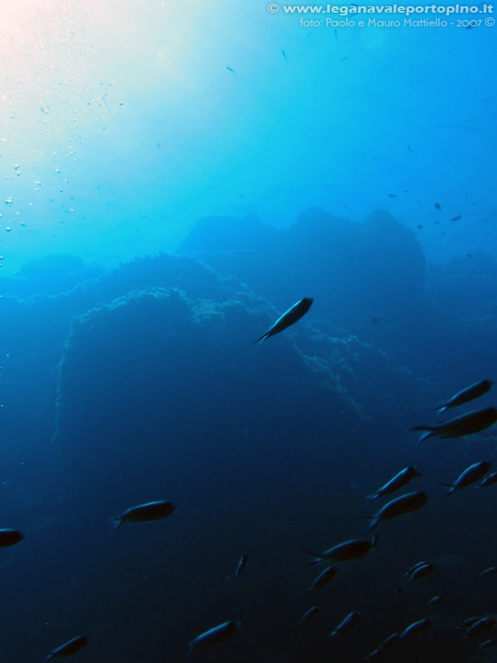 Porto Pino foto subacquee - 2007 - Secca di Cala Piombo - si intravvedono alcuni barracuda più in superficie