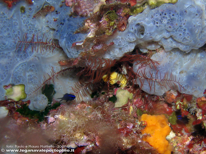 Porto Pino foto subacquee - 2007 - I fragili bracci dell'echinoderma Giglio di mare (Antedon mediterranea) dentro una cavità incrostata da e spugna Anchinoe azzurra (Phorbas tenacior)