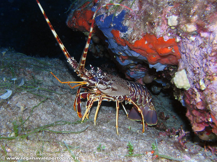 Porto Pino foto subacquee - 2007 - Aragosta (Palinurus vulgaris) a Cala Aligusta, -30m