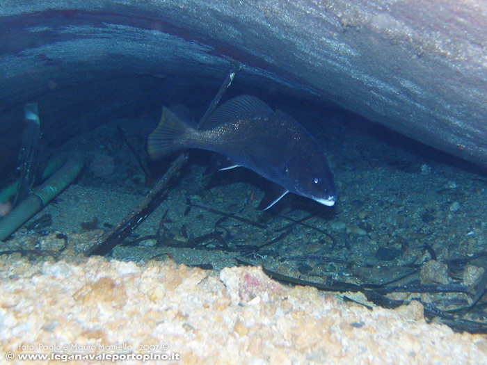 Porto Pino foto subacquee - 2007 - Relitto del Samudra - grossa corvina sotto lo scafo a poppa