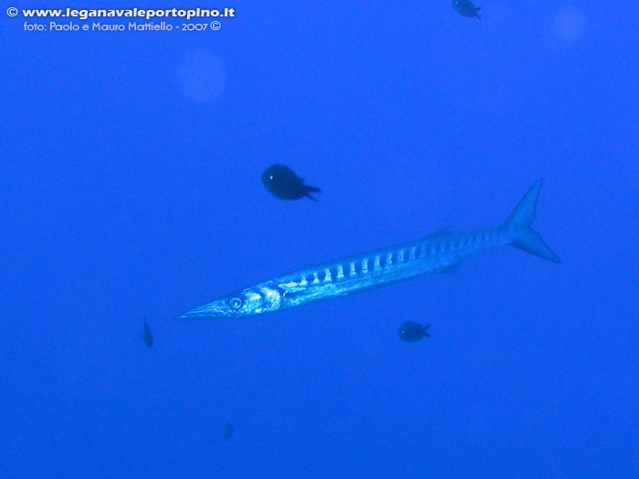 Porto Pino foto subacquee - 2007 - Bel barracuda del Mediterraneo (Sphyraena viridensis)