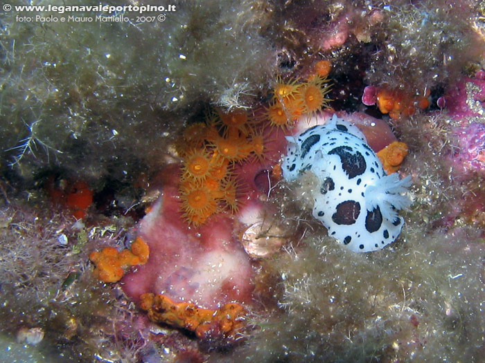 Porto Pino foto subacquee - 2007 - Nudibranco Vacchetta di mare (Discodoris atromaculata) su spugna Petrosia (Petrosia ficiformis) e Margherite di mare (Parazoanthus axinellae)