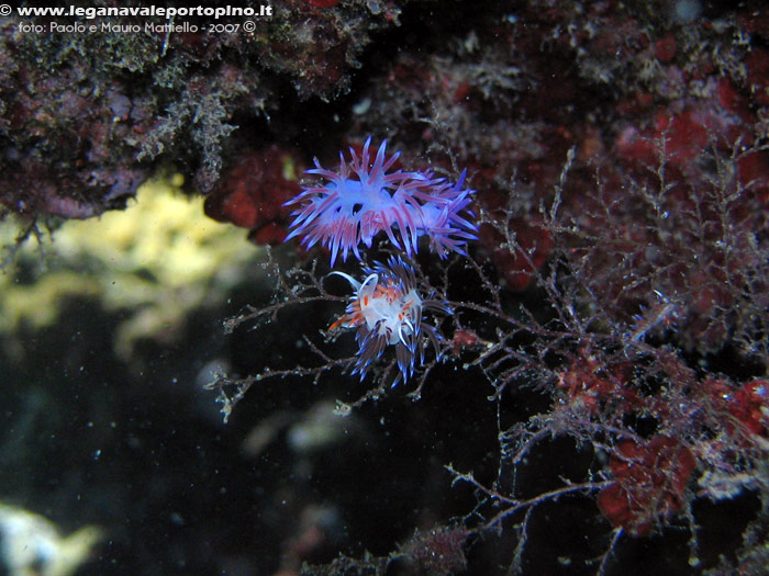 Porto Pino foto subacquee - 2007 - Punta Menga: vari nudibranchi in pochi metri d'acqua (Flabellina affinis, Cratena peregrina