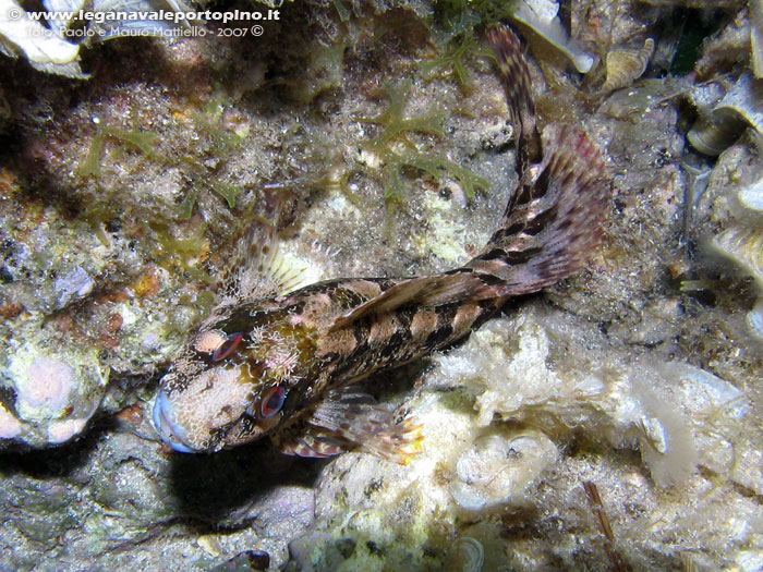 Porto Pino foto subacquee - 2007 - Bavosa Ruggine (Parablennius gattorugine)
