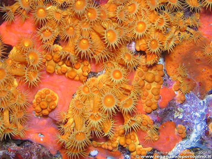 Porto Pino foto subacquee - 2007 - Margherite di mare (Parazoanthus axinellae)