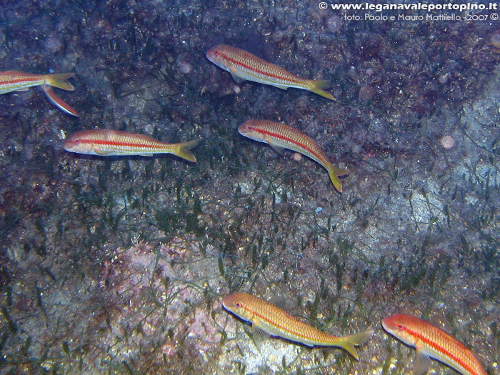 Porto Pino foto subacquee - 2007 - Triglie di scoglio (Mullus surmuletus)