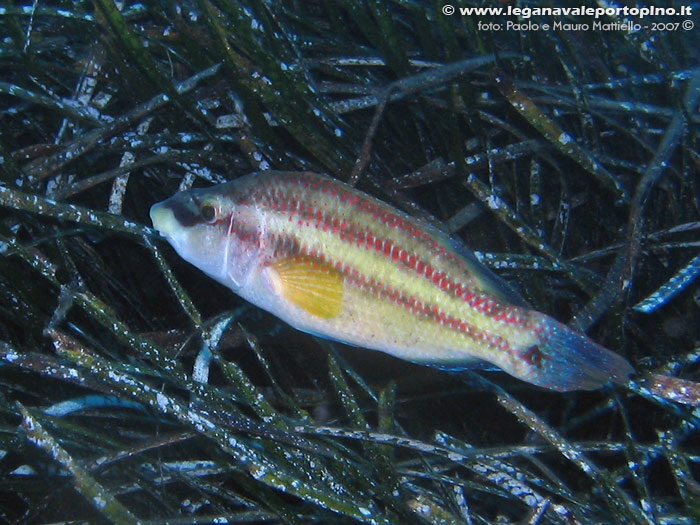 Porto Pino foto subacquee - 2007 - Tordo pavone (Symphodus tinca), livrea riproduttiva