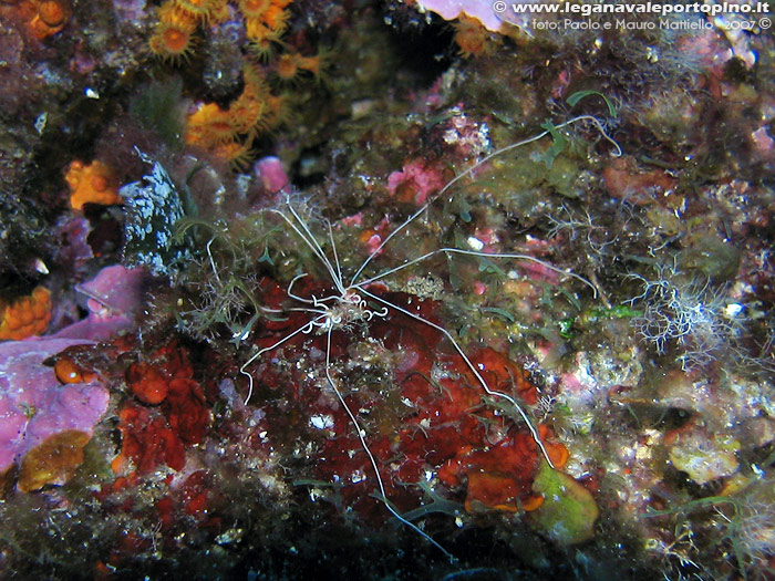 Porto Pino foto subacquee - 2007 - Tentacoli di un verme policheta, presumibilmente il terebellide (Lanice conchilega)
