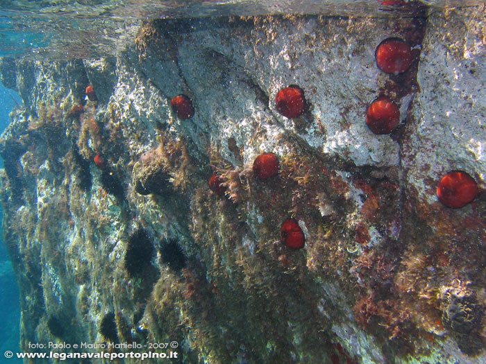 Porto Pino foto subacquee - 2007 - Parete di Cala Piombo, numerosi pomodori di mare (Actinia equina)