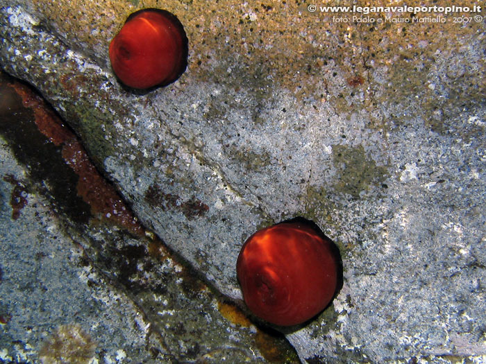 Porto Pino foto subacquee - 2007 - Due attinie Pomodori di mare (Actinia equina), chiuse