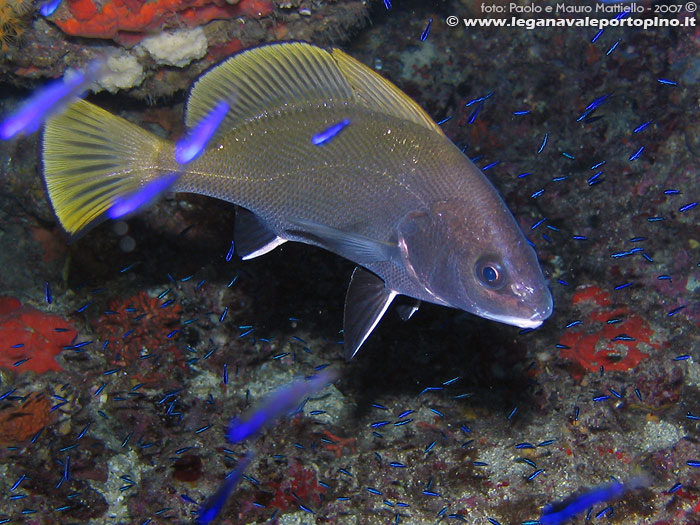 Porto Pino foto subacquee - 2007 - Corvina (Sciaena umbra)