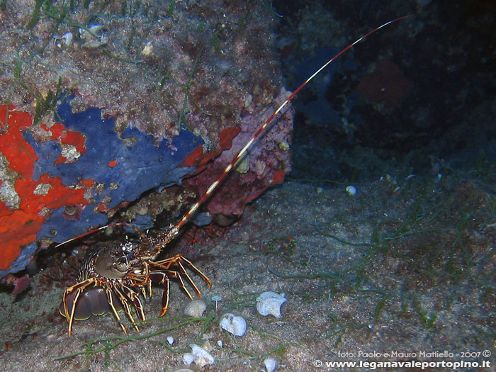 Porto Pino foto subacquee - 2007 - Aragosta (Palinurus vulgaris) a Cala Aligusta, -30m