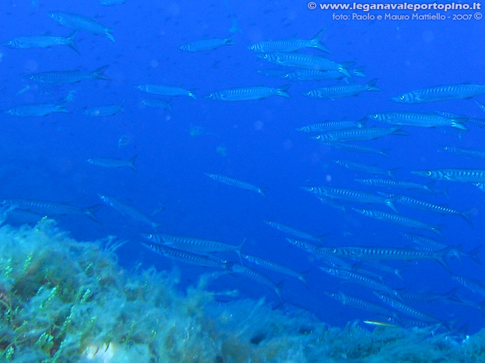 Porto Pino foto subacquee - 2007 - Branco di barracuda del Mediterraneo (Sphyraena viridensis)