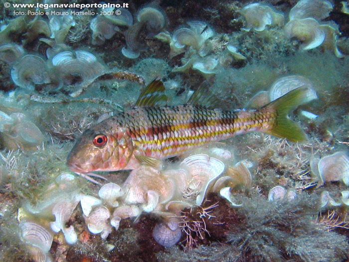 Porto Pino foto subacquee - 2007 - Triglia di scoglio (Mullus surmuletus)
