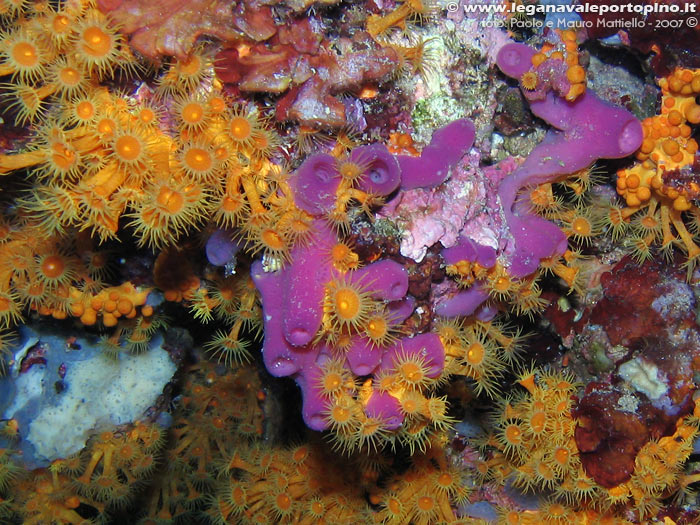 Porto Pino foto subacquee - 2007 - Margherite di mare (Parazoanthus axinellae) su spugna Aliclona rosa [o rossa](Haliclona mediterranea)