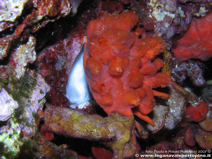 Porto Pino foto subacquee - 2007 - Conchiglia di spondilo (Spondylus gaederopus) ancora incrostata dalla spugna sanguigna (Hymeniacidon perlevis)