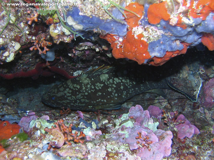 Porto Pino foto subacquee - 2007 - Piccola femmina di cernia bruna (Epinephelius marginatus)